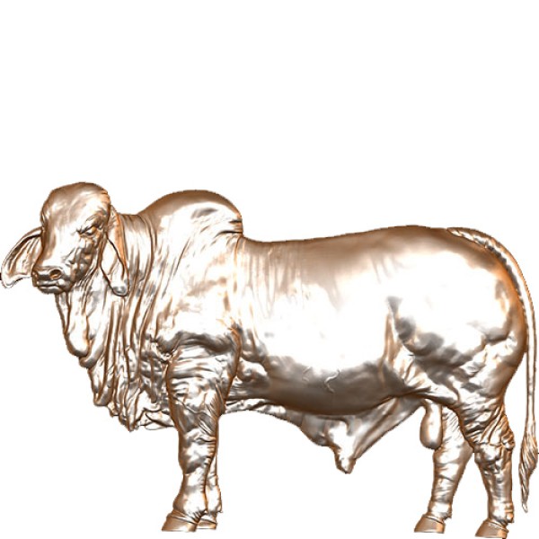 Brahma Bull