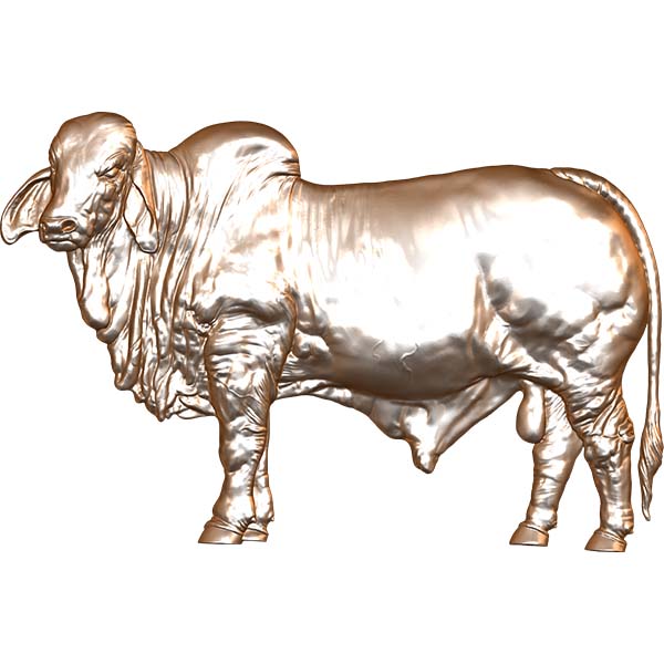 Brahma Bull