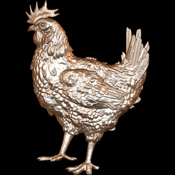 Broiler Chicken